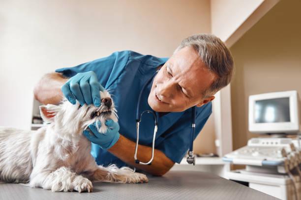 Best Root Canal Emergency Dentist  in Columbia, CA